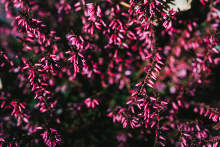 Macro photography of pink heather in a forest moody tones