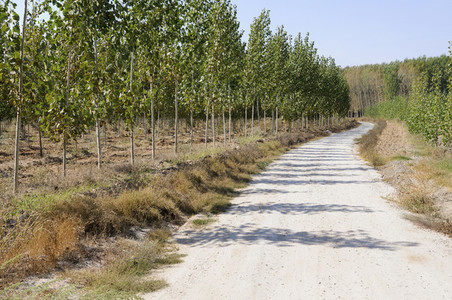 Road between poplar
