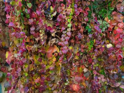 Red  green and purple leaves texture background