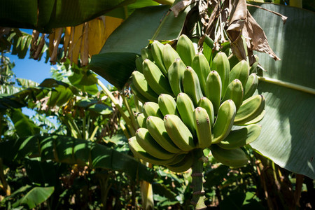 Unripe green bananas on tree