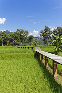 Rice Field Path 01