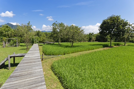 Rice Field Path 02