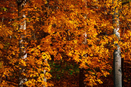 Autumn forest full frame nature background