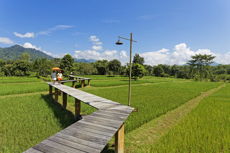 Rice Field Path 05