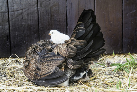Baby chick laying on top of hen in straw 01