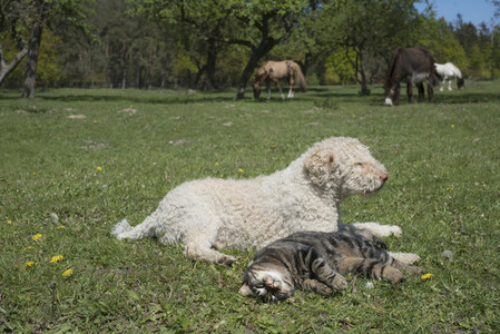 Cat and dog laying in sunny rural springtime field with horses in background
