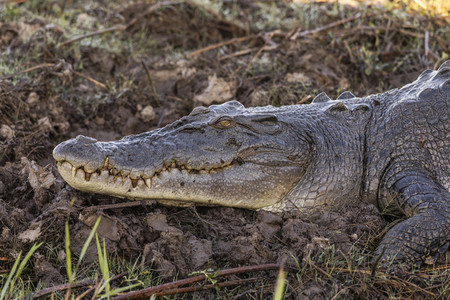Close up crocodile laying in mud  Kakadu National Park  Australia