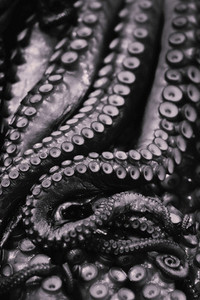 Close up octopus tentacles