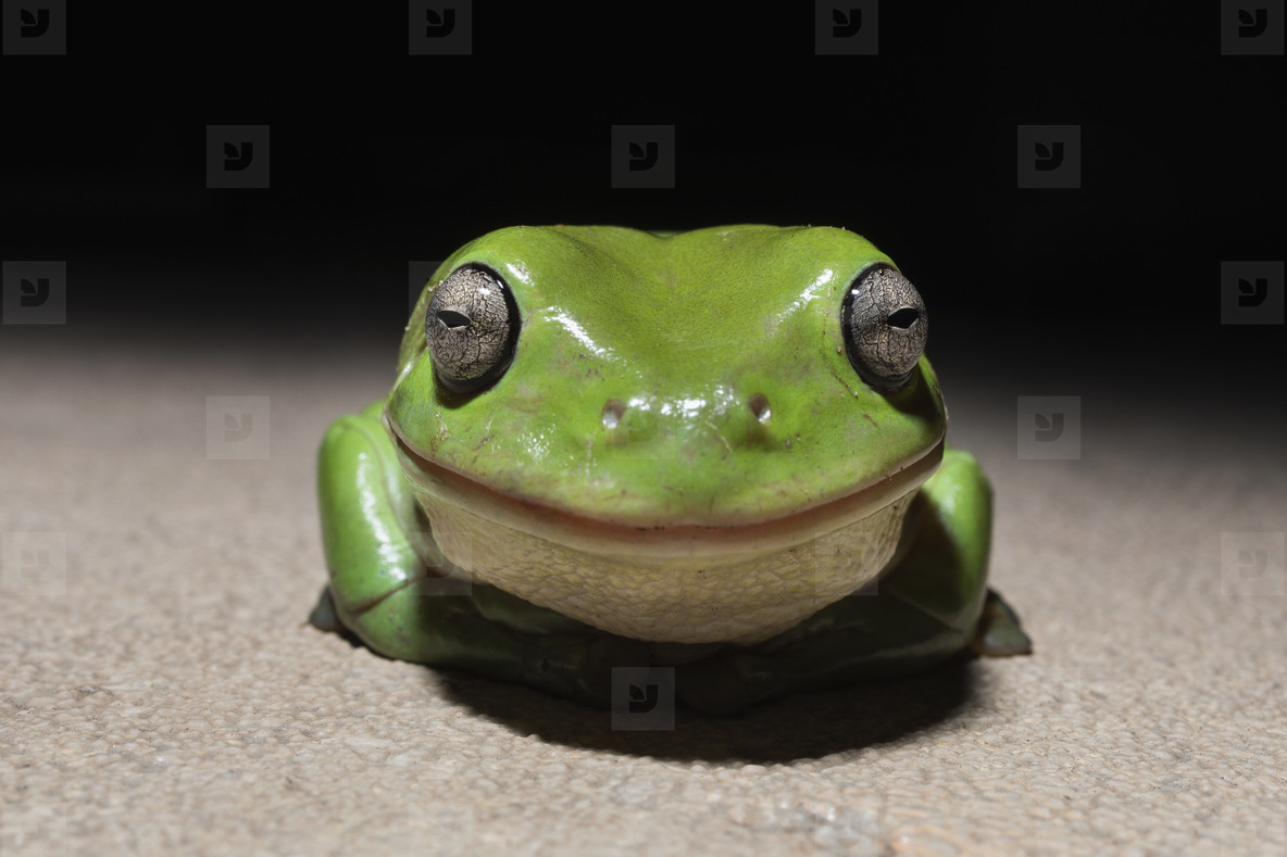 Smiling green frog