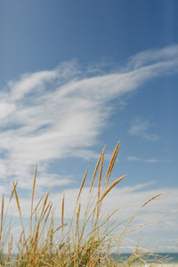 Golden beach grass below sunny idyllic blue sky with clouds