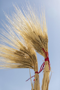 Golden wheat bundles against sunny blue sky