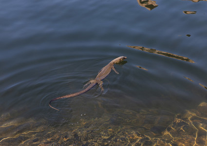 Monitor lizard swimming in sunny water