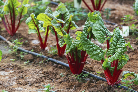 Organic red chard growing in vegetable garden