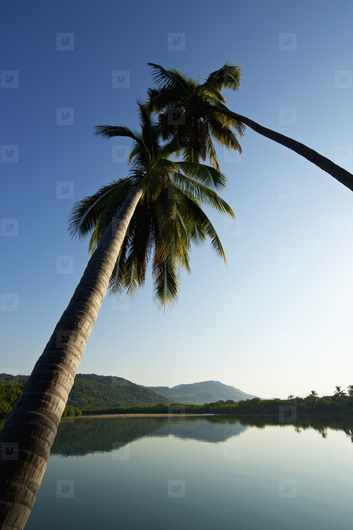 Palm trees over tranquil 02