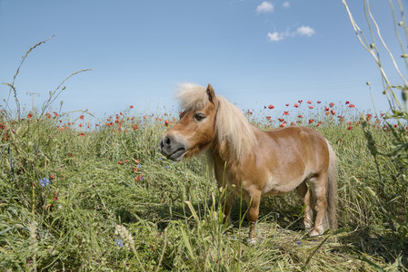 Pony in sunny rural field with poppy wildflowers