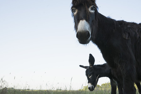 Portrait donkey in rural field