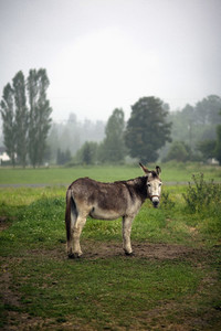 Portrait donkey in rural field Agassiz British Columbia Canada