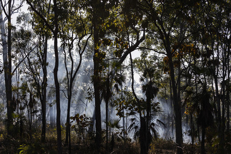 Preventative patch burning fire smoke in tropical forest  Kakadu National Park  Australia