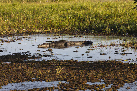 Saltwater crocodile sunbathing in marsh  Kakadu National Park  Australia