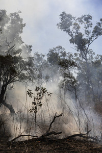 Smoke rising from smoldering preventative patch burn  Kakadu National Park  Australia