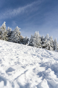 Snowed pine treer in ski resort of Sierra Nevada