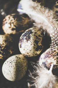 Easter natural colored quail eggs with feathers in basket