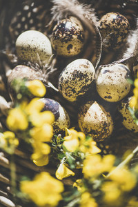 Easter holiday greeting card with quail eggs and yellow flowers