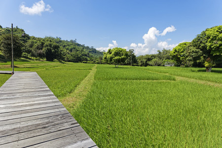 Rice Field Path 06