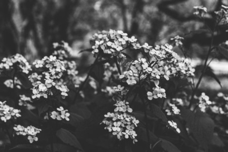 Forget me nots flower in a forest Black and white photography