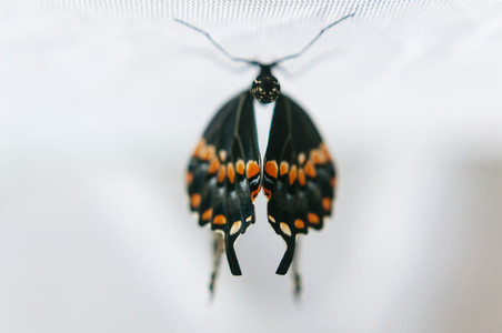 Eastern Black Swallowtail Wings