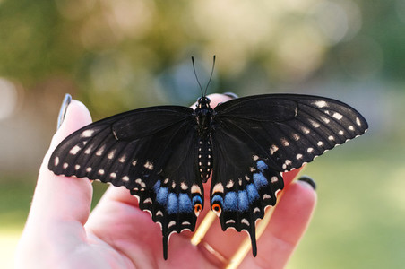 Female Eastern Black Swallowtail
