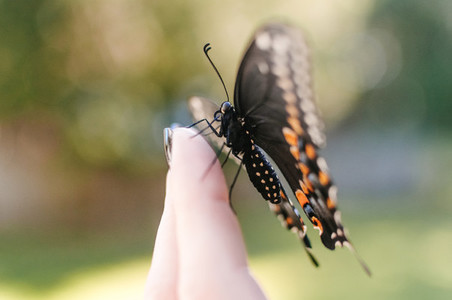 Black Swallowtail on Hand