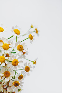 Little daisy flowers bouquet over white Soft focus top view close up composition Copy space