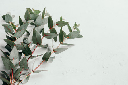 Eucalyptus branches on a white background with copy space
