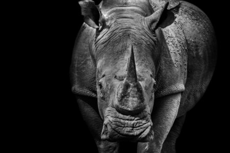 Rhino or Rhinoceros close up