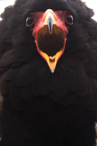 Black Eagle close up