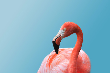 Flamingo 01