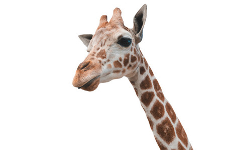 Giraffe 02