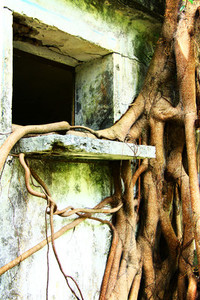 Window and wild roots