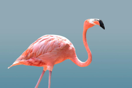 Flamingo 09