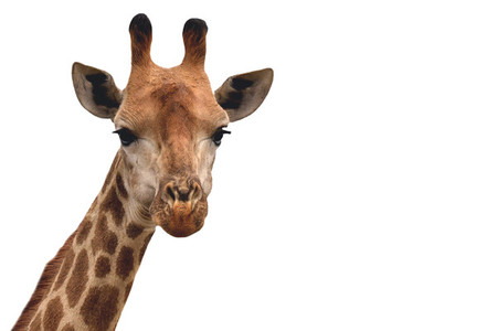 Giraffe 03