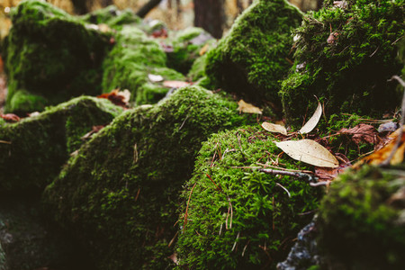 Macro photography of green moss on stones in a northern forest  Nature background
