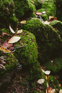 Macro photography of green moss on stones in a northern forest Nature background