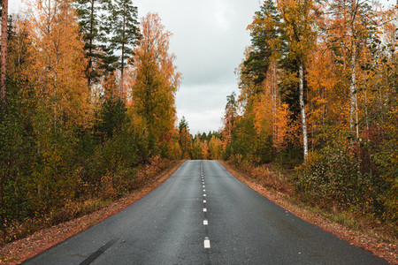 Beautiful scene of highway through Autumn forest