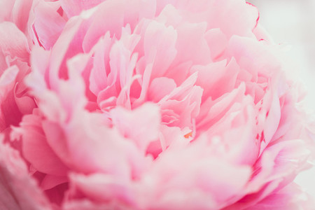 Macro photography of pink peony  The concept of Nature beauty and blossom