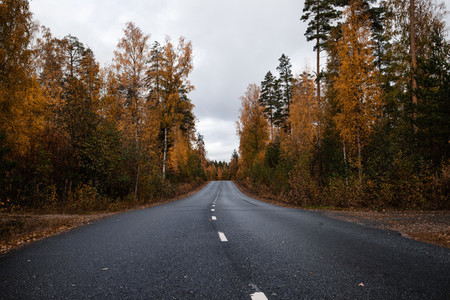 Beautiful moody scene of highway through Autumn forest