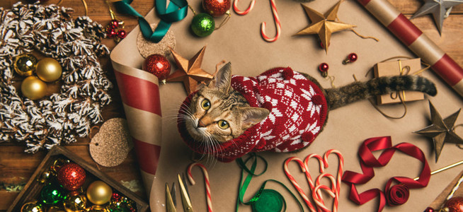 Flat lay of Christmas decorations and cat in sweater  wide composition