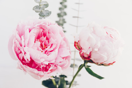 Beautiful bouquet from pink peonies The concept of celebration and love Copy space
