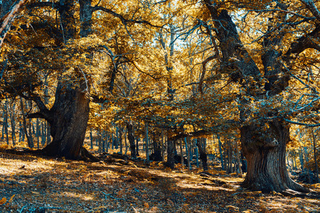Ancient chestnuts in Spain forest with warm colors