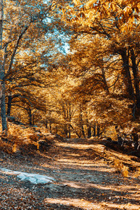 Path in autumn chestnut forest in Spain with warm colors